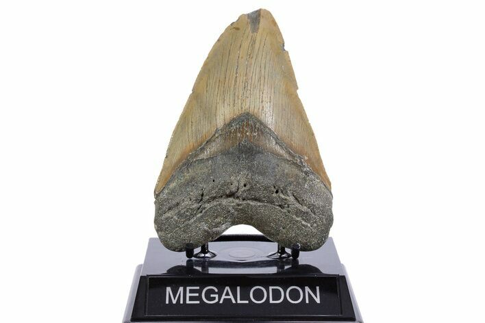 Serrated, Fossil Megalodon Tooth - North Carolina #345659